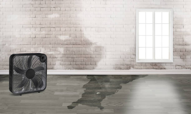 Best Water damage restoration services  in Todd Creek, CO